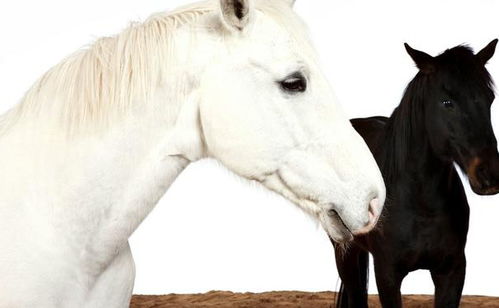 马和狗：日久生情的典范！