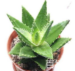 放置芦荟在窗台对家居风水有影响吗？