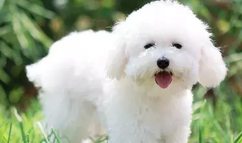 适合毛色洁白的 比熊犬