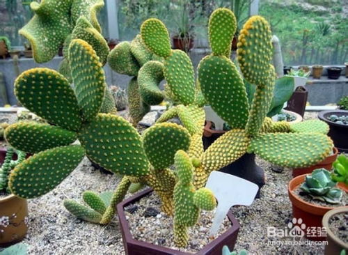 室内风水适宜种植枫叶植物吗？