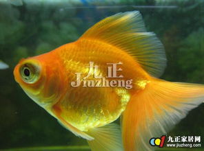 属金养4条风水鱼可以吗？火命养几条鱼最招财？这样的风水布局能旺财运吗？