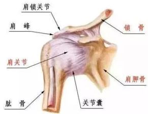 二、 骨骼关节结构异常或损伤