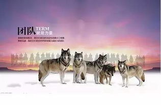 长尾狼：力量与智慧的象征