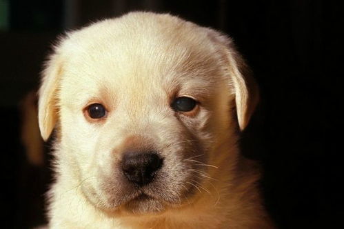 大海水命82年狗年出生的人，其贵人究竟是谁呢？