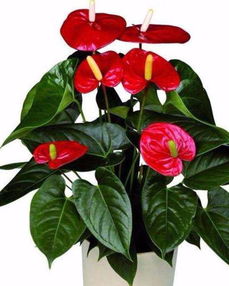 色彩与五行之关联