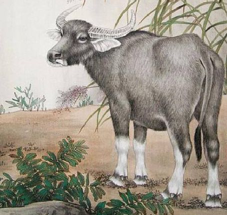 论列是非打一生肖动物，这个生肖动物究竟是什么？