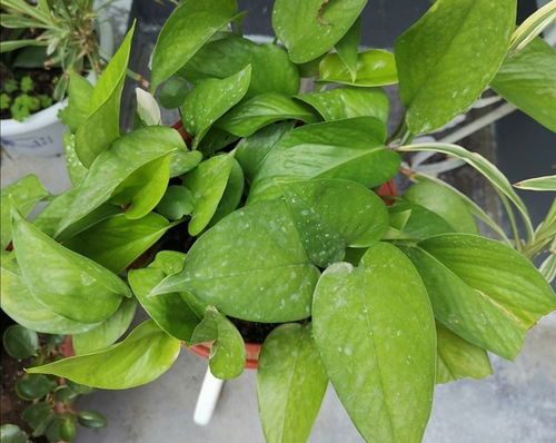 养绿萝的风水说法真的靠谱吗？