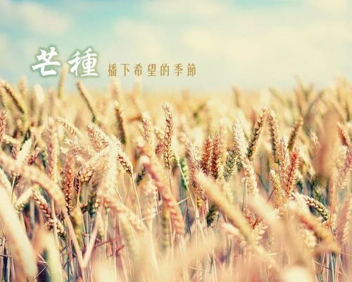 ：芒种时节与粮食平安的战略意义