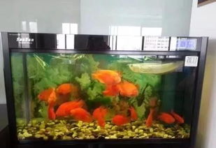 家里养鱼有哪些风水禁忌和吉凶需要注意？