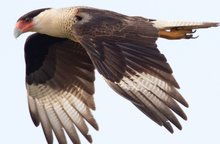 四、 繁殖习性与种群结构