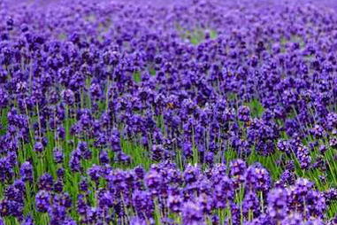 薰衣草庄园其实是外星人基地？！