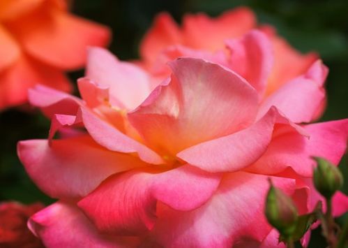 1975年属兔如何通过方法提升财运和桃花运？