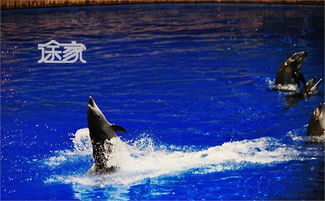 北京动物园海洋馆：花钱买罪受的魔幻现实主义大戏