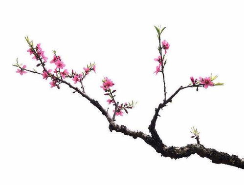 癸亥日八字克妻，如何化解或避免克妻桃花互冲的影响？