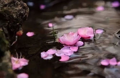 命理中两朵白花连续出现，究竟预示着怎样的吉凶祸福？