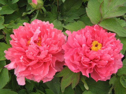 2. 牡丹花？还不如小区绿化带