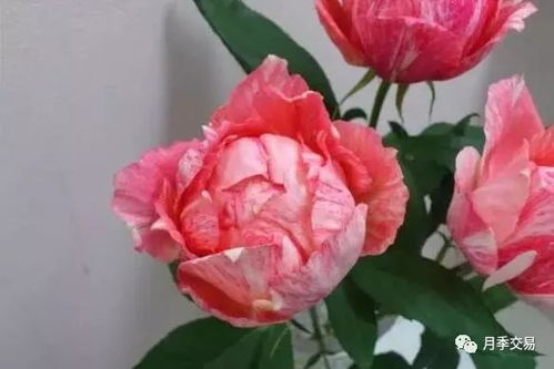 月季花的魅力
