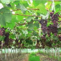 葡萄树？我看是发神经！