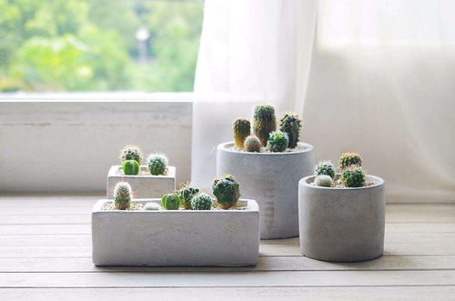 仙人掌摆放在家中哪个位置会对风水产生不利影响？