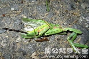 梦见螳螂盯着自己，周公解梦里这究竟是什么预兆？