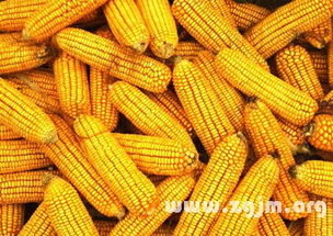 梦见自己掰玉米是什么预兆或象征？