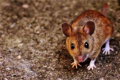 90年出生属什么生肖，今年多大年龄了？