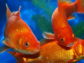 二、  象征符号的解构：色彩、谐音与家族繁衍的隐喻