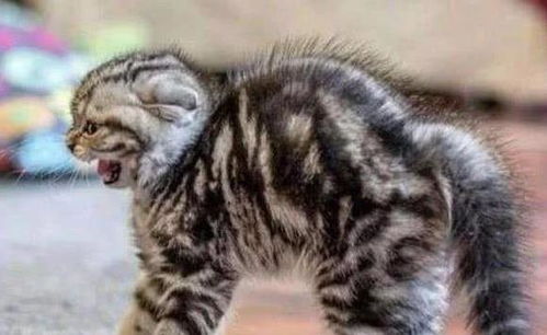 梦见猫咪打架受伤，这预示着什么不祥的征兆？