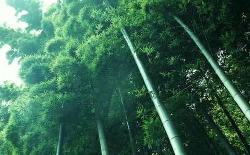 研究背景与目的