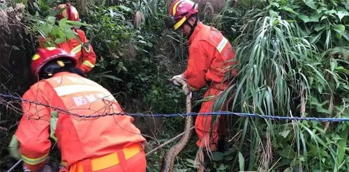 蟒蛇闯入广西农家乐，佛祖在旁，这究竟是怎么回事呢？