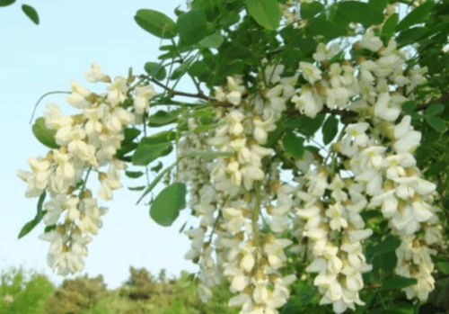 五、 桂花：高洁典雅与益气安神