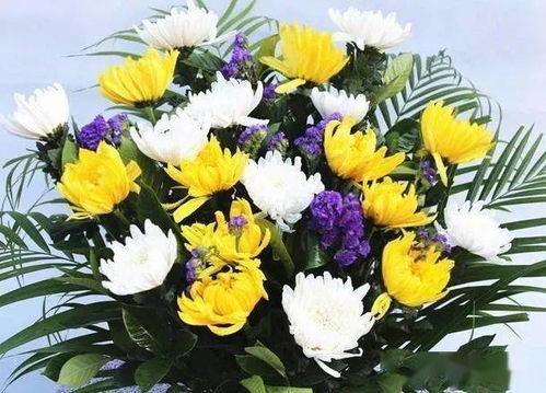 震惊！白菊花梦境竟藏着这些惊天秘密