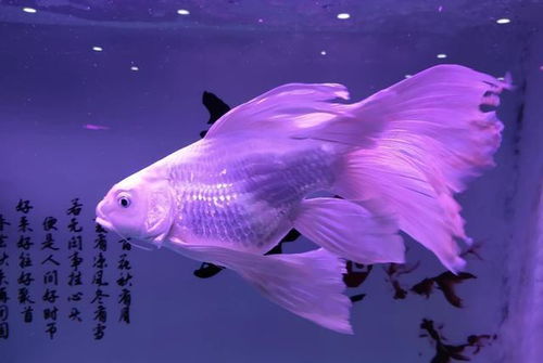 2. 鱼缸：水之生机与动静结合