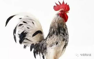 2026年属鸡男性晚年运势如何，晚年生活会是怎样的景象？