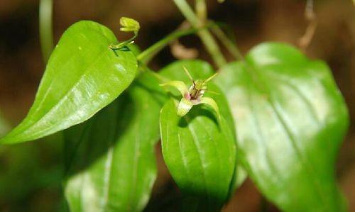 二、 草蛉（Lycus sp.）及其生物防治价值