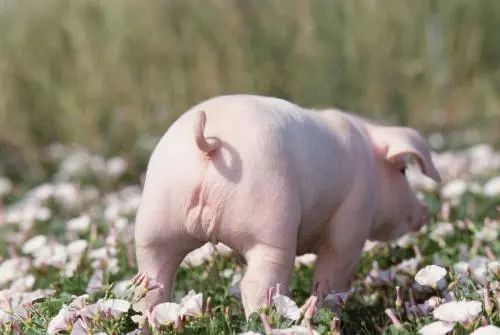 94年出生的狗和95年出生的猪八字合婚怎么样？