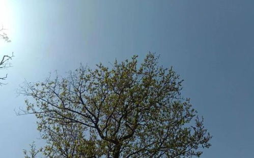 梦见一条大蛇游走离开，这究竟预示着什么吉凶？