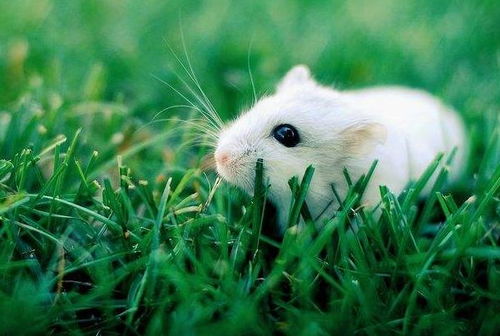 2026年2月属鼠人搬家选哪几天最吉利？