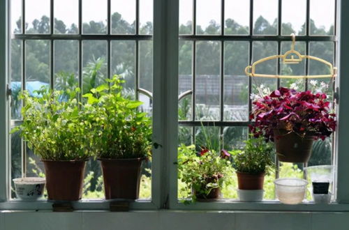 窗户前种植花卉对风水有影响吗？