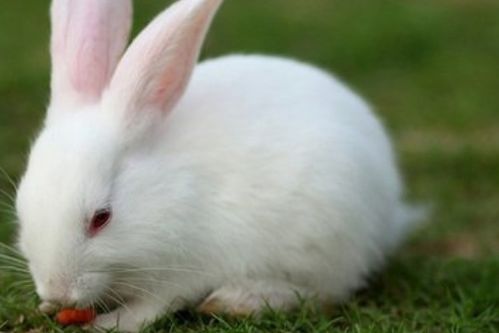 1987年属兔的人，2026年适合生育吗？