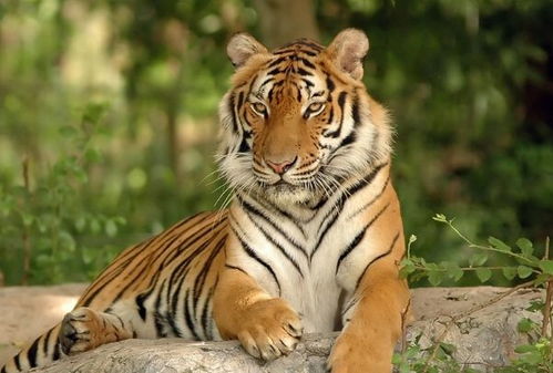 2026年属虎6月运势和2026年出生属虎人运势详解分别是什么？