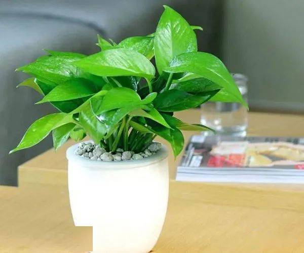 卧室养绿萝，其下垂的风水效果如何？