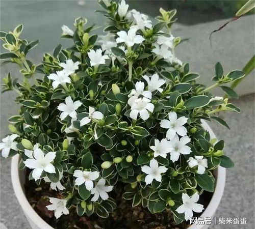 4．虞美人——历史持续发展悲剧映射至家庭生活和谐