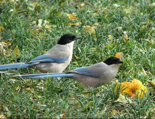 将截鹤续凫为生肖，长尾是什么生肖尾巴特长？