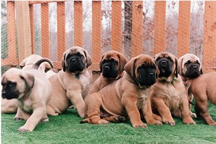 狗年生的我，家居风水有哪些禁忌需要注意呢？