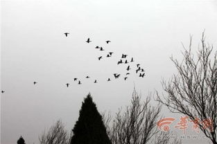 动静交织的艺术创作表现手法