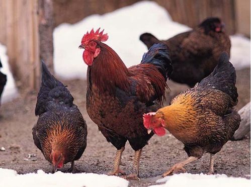 2026年属鸡男性晚年运势如何，晚年生活会是怎样的景象？