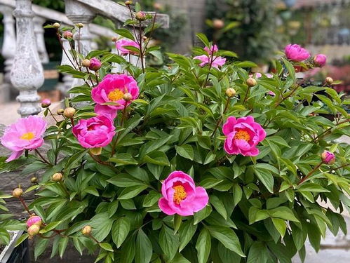 一、 芍药花的生物学特性与种植概况