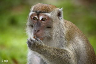 猴子称大王！2025事业运爆表