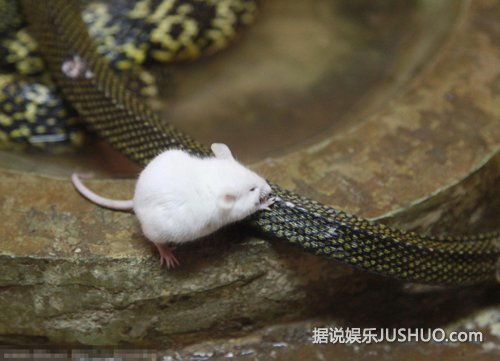 环境因素与鼠患来源的系统性分析